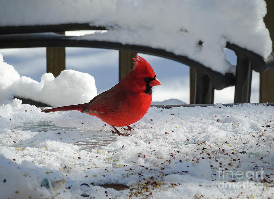 Mr. Cardinal Photograph by Melissa Messick