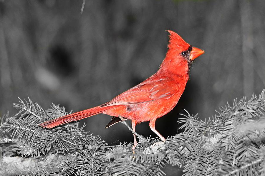 Mr. Cardinal selective Photograph by Marlin and Laura Hum