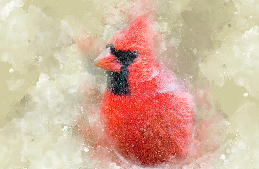 Cardinal Digital Art - Mr. Cardinal by Tammy Franck