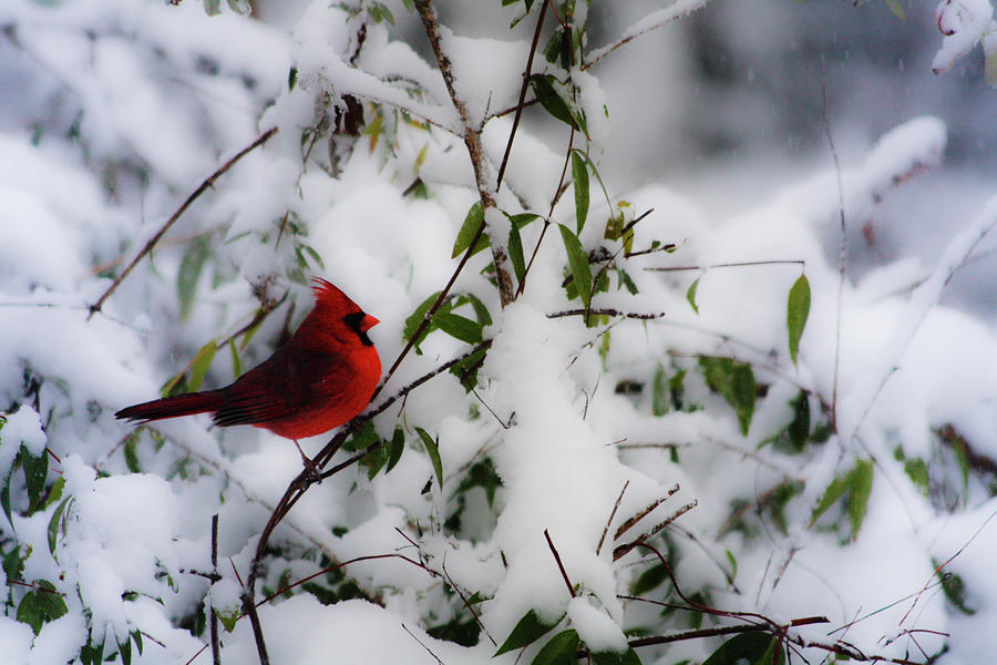 Mr. Cardinal Photograph by Teresa Mucha