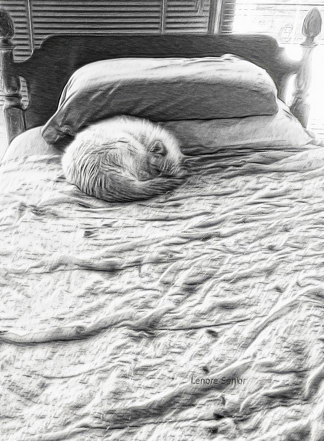 Mr Cat Discovers a Bed Digital Art by Lenore Senior