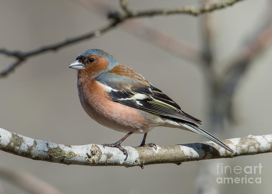 Mr Chaffinch Photograph by Torbjorn Swenelius