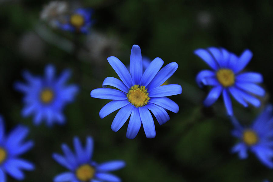 Blue Daisies In Autumn Photograph By Christ Sadi