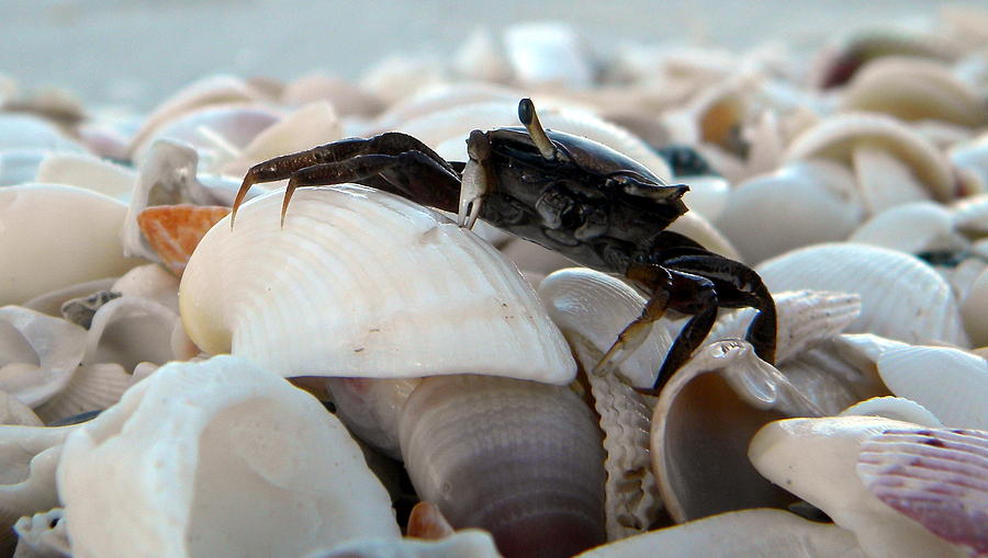 Mr. Crab Photograph by Sean Allen
