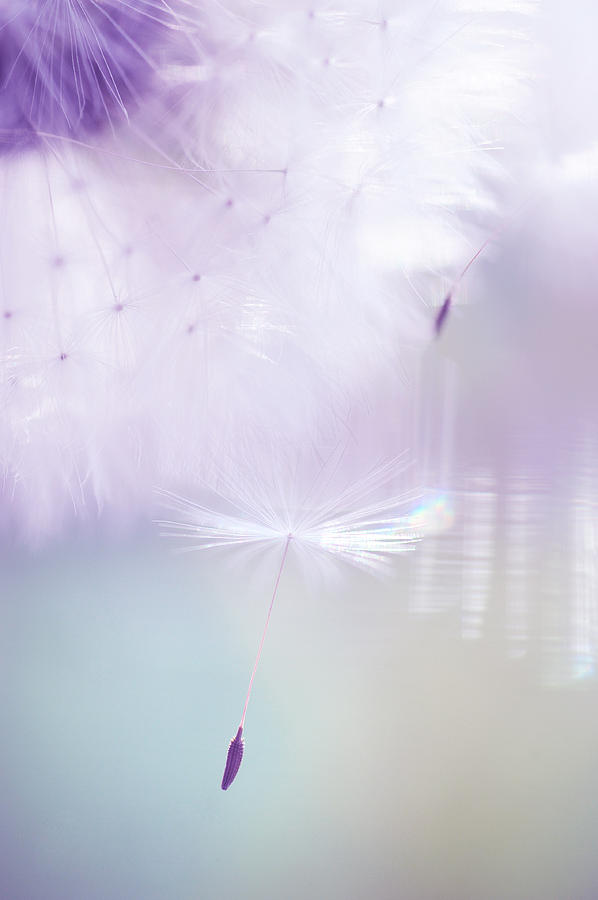 Summer Photograph - Mr. Dandelion. Light Flight by Jenny Rainbow