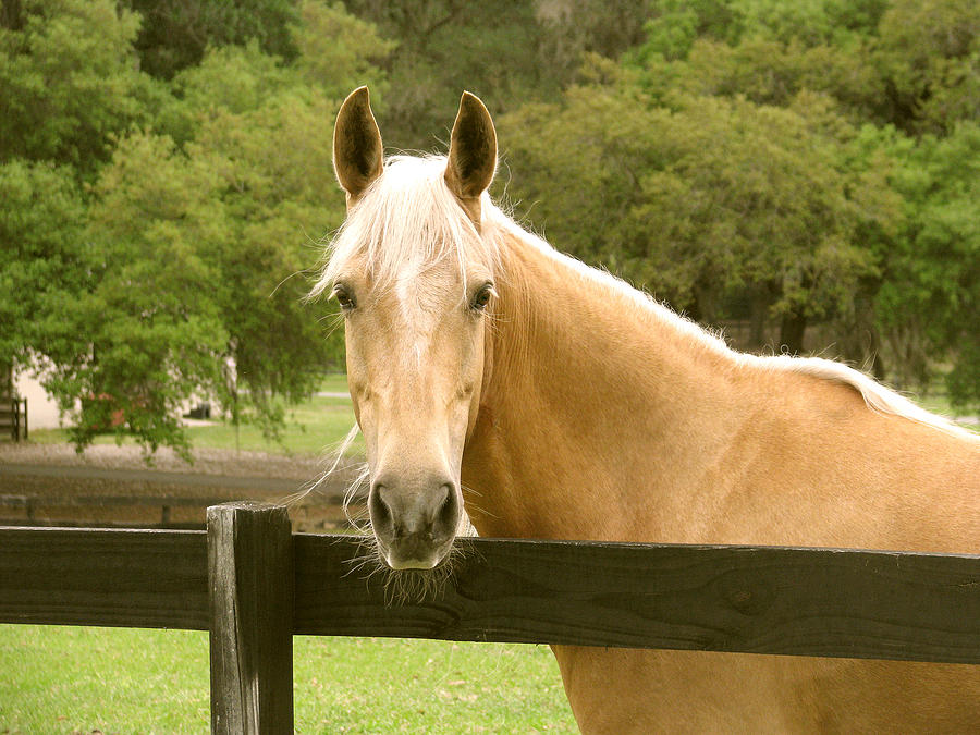 Horse Photograph - Mr. Ed by Adele Moscaritolo