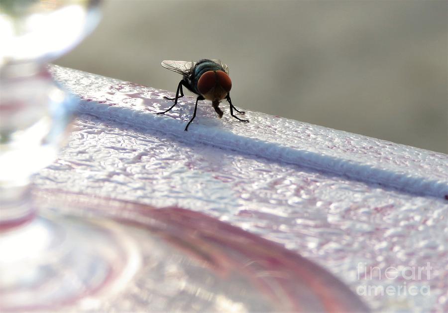Mr. Fly, Can I Drink Some Wine With You? Photograph by Adrian De Leon Art and Photography