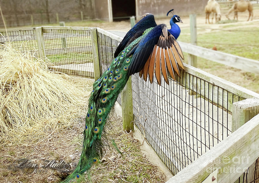 Mr. Flying Peacock Photograph by Melissa Messick