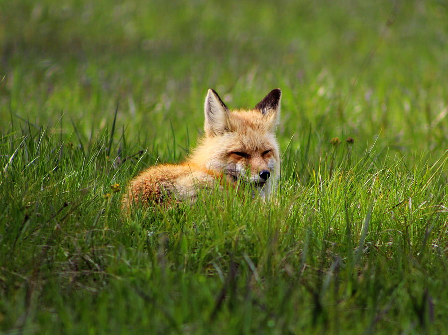 Mr. Fox Photograph by Fiona Kennard