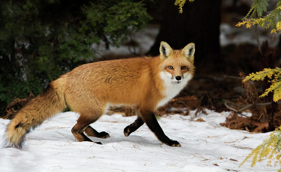 Mr Fox Photograph by Mircea Costina Photography
