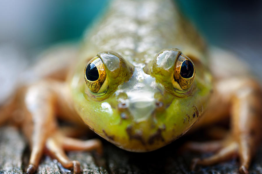 Nature Photograph - Mr Frog by Dick Pratt