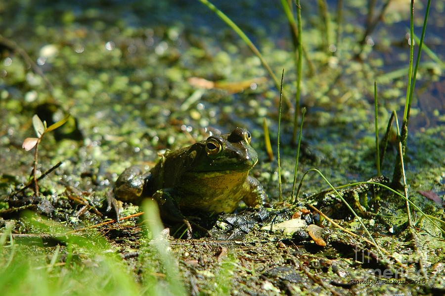 Mr Frog Photograph by Randy Ricketts - Fine Art America