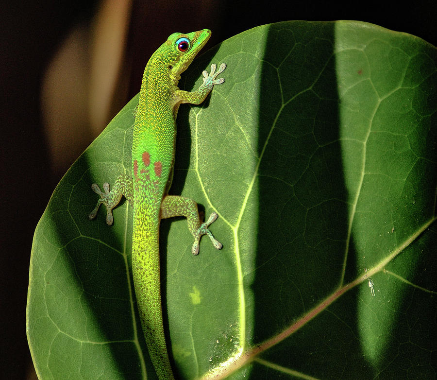 Mr. Gecko Photograph