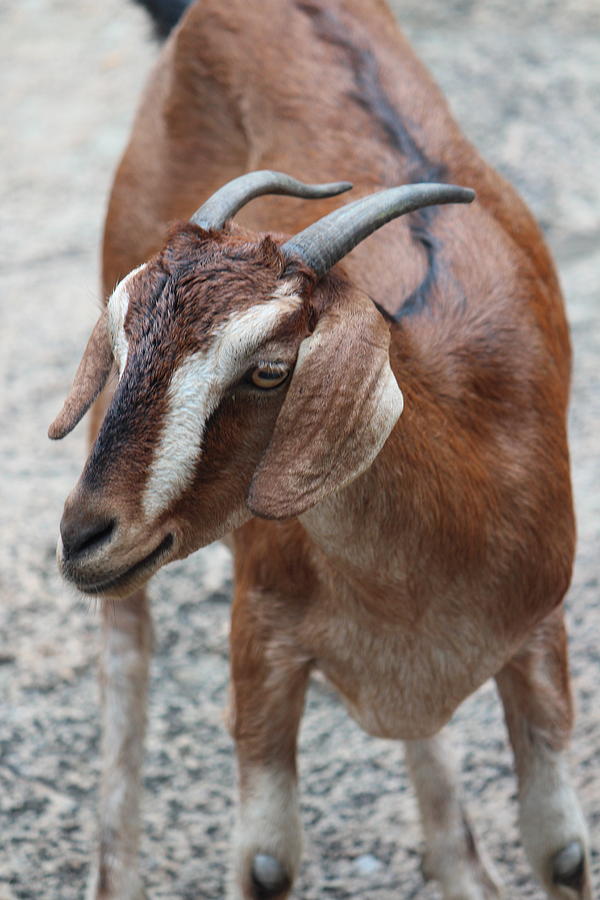 Mr. Goat, Mahabalipuram Photograph by Jennifer Mazzucco