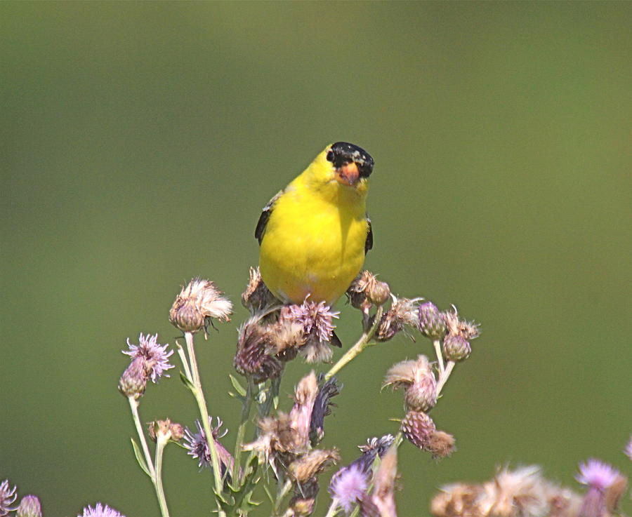 Mr gold finch Photograph by Robert Pearson