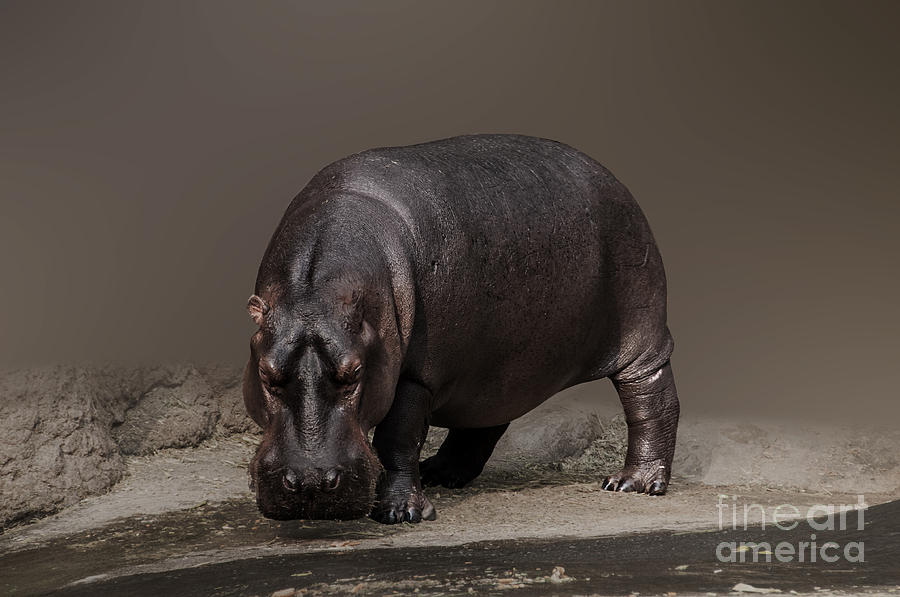 Hippopotamus Photograph - Mr. Hippo by Charuhas Images