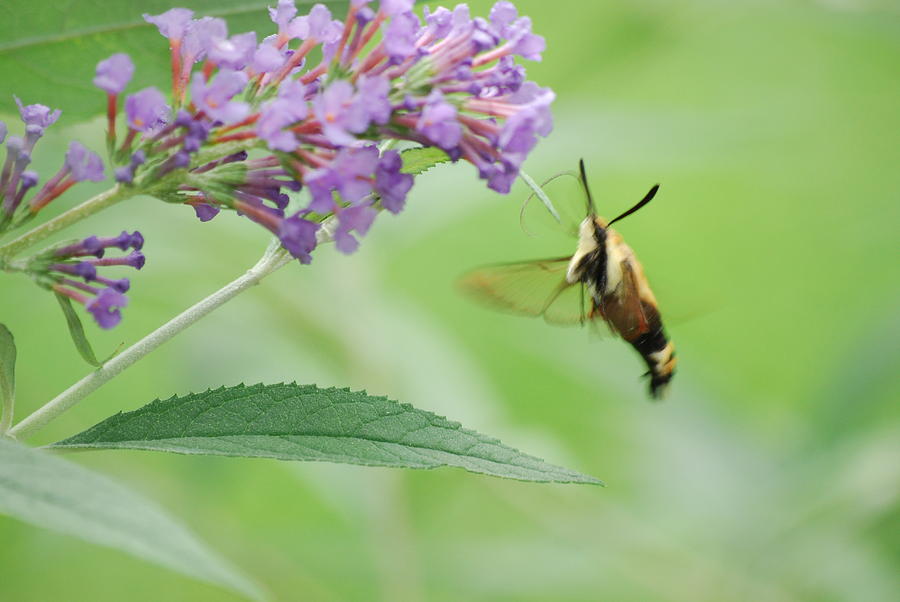 Mr. Hummingbird Moth Photograph by Lori Tambakis