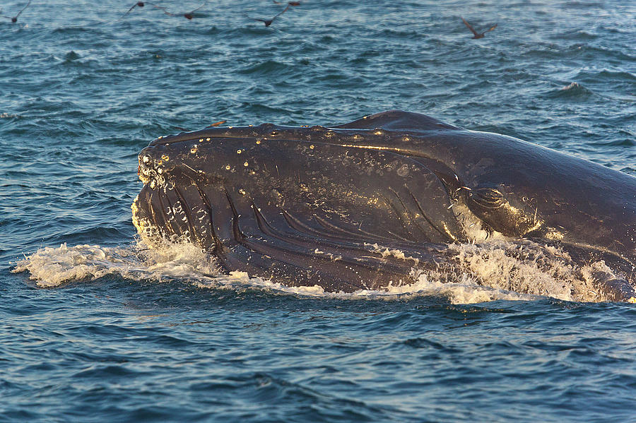 Mr. Humpback Photograph by Brian Knott Photography - Fine Art America