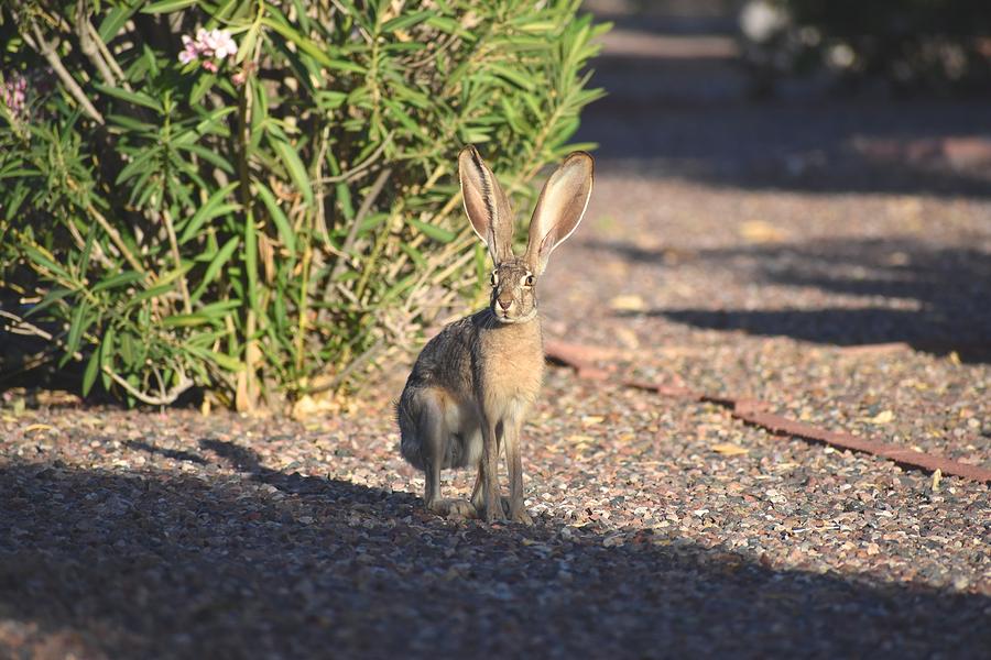 Mr. Jack Rabbit 1 Photograph by Nina Kindred