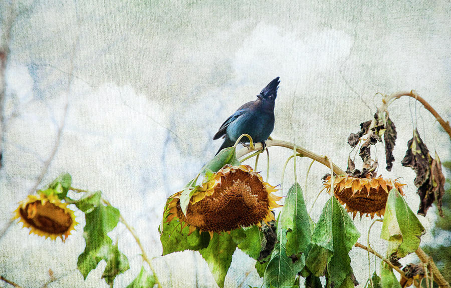 Wildlife Photograph - Mr Jay And The Sunflowers by Theresa Tahara