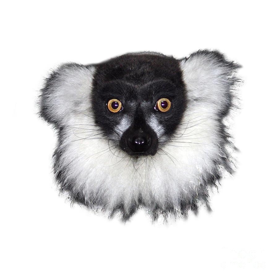 Mr Lemur on Transparent background Photograph by Terri Waters
