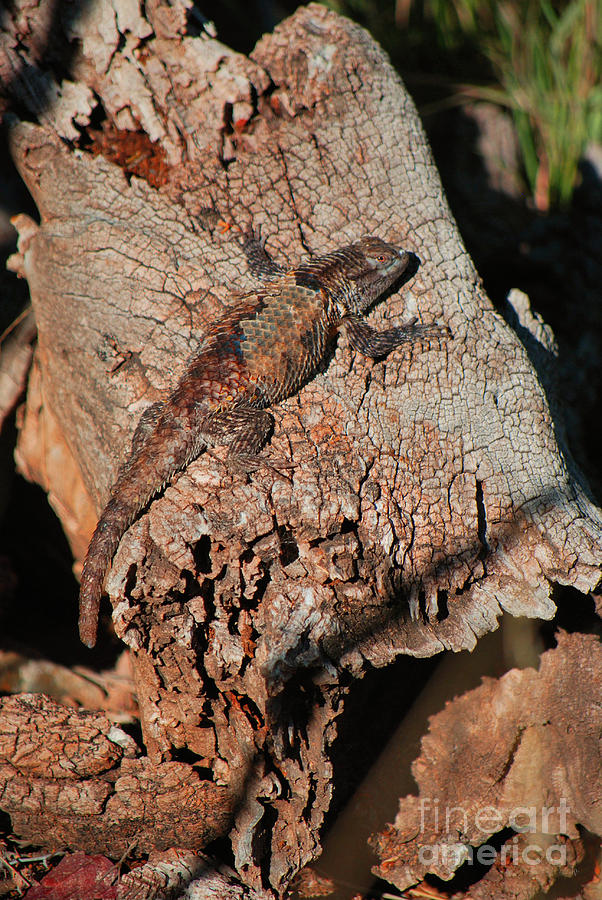 Mr. Lizard - Tucson Arizona Photograph by Donna Greene