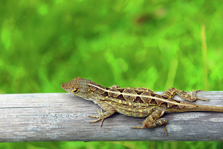Mr. Lizard Photograph