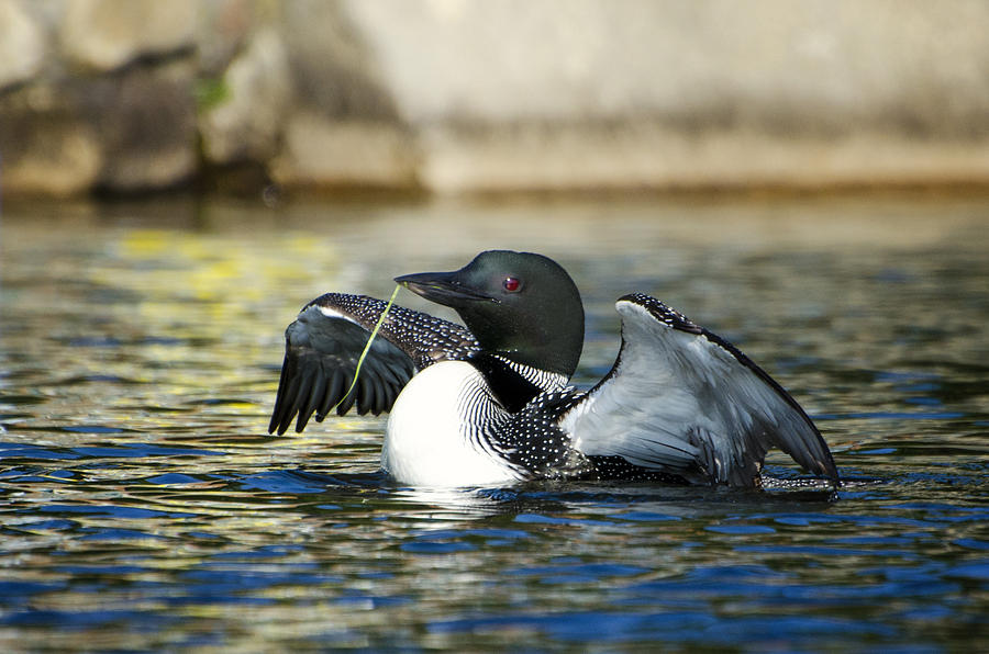 Mr. Loon Photograph by Donna Doherty