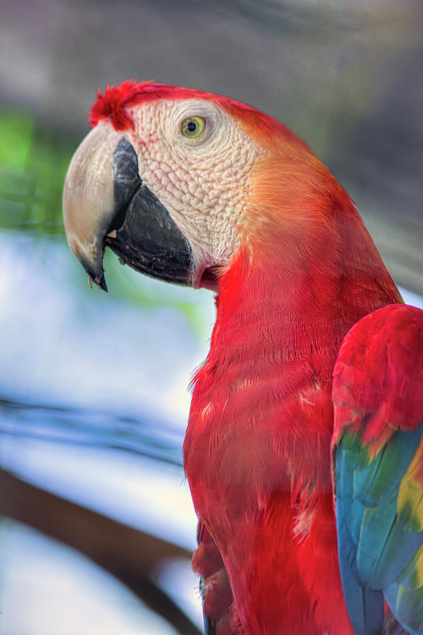 Mr Macaw Painting by Nadia Sanowar