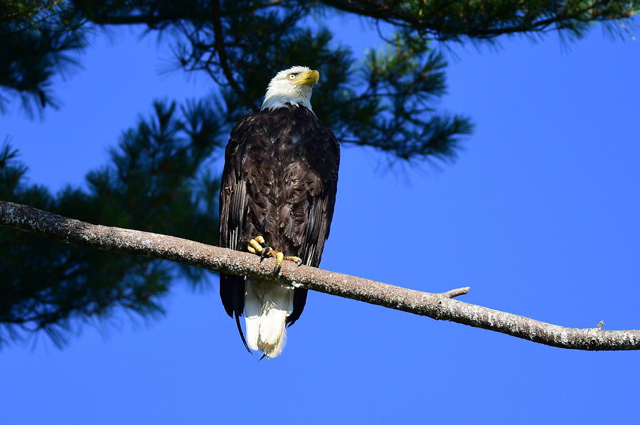 Mr. Maine Eagle Photograph by Jo-Ann Matthews - Pixels