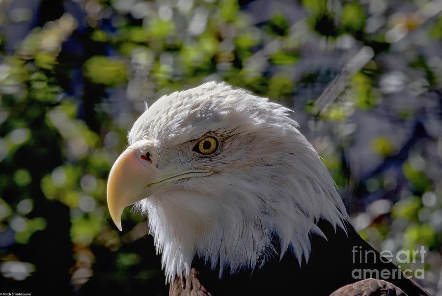 Eagle Photograph - Mr. Majestic by Mitch Shindelbower