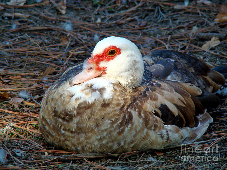 Mr Muscovy Photograph by Sue Melvin
