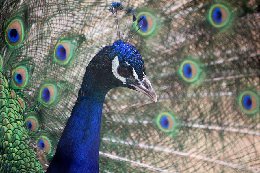 Mr. Peacock Photograph by Douglas Miller