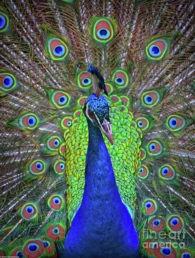 Mr, Peacock Photograph by Mitch Shindelbower