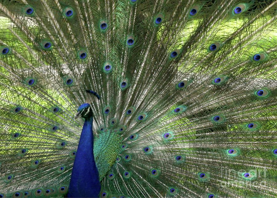 Mr. Proud Peacock Photograph by Sabrina L Ryan
