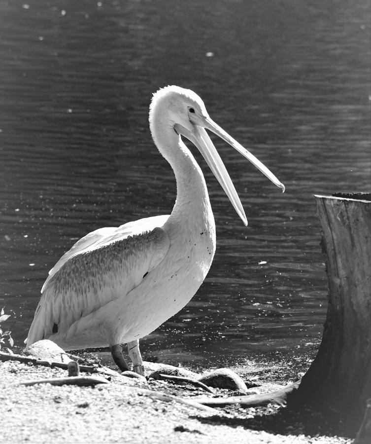 Mr Pelican Photograph by Samara Bauer - Fine Art America