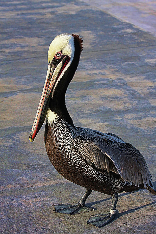 Mr. Pelican Photograph by Susan Campbell