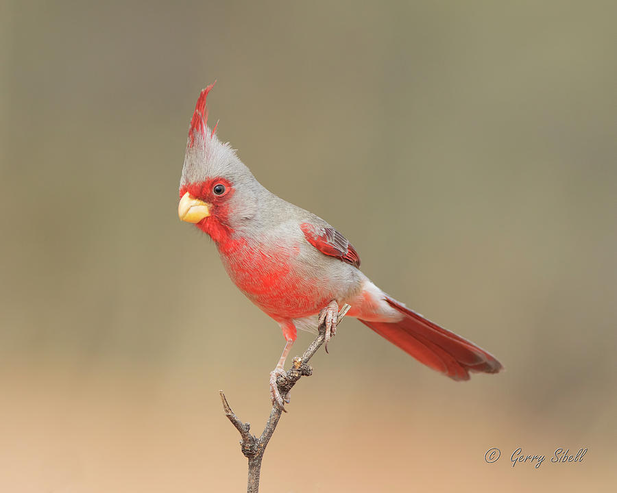 Mr Phyrrhuloxia Photograph by Gerry Sibell