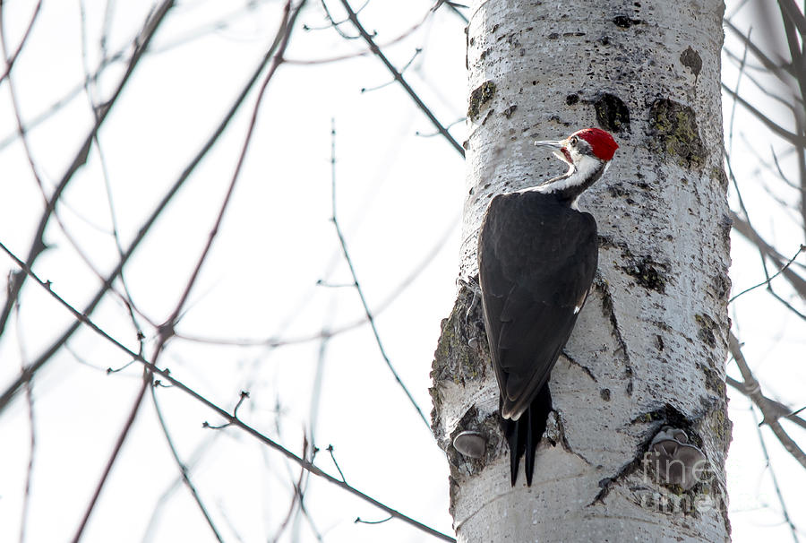 Mr. Pileated Woodpecker  Photograph by Cheryl Baxter