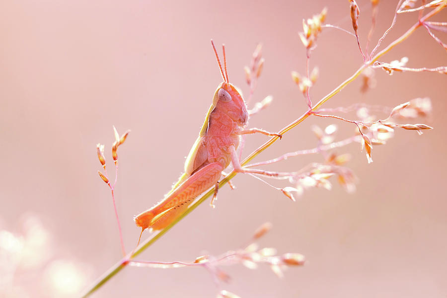 Grasshopper Photograph - Mr Pink - Pink Grassshopper by Roeselien Raimond