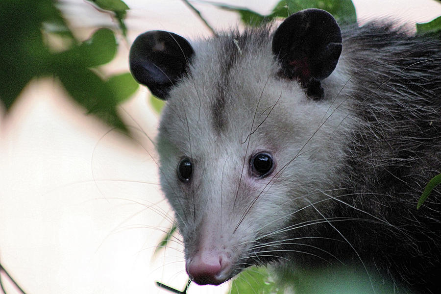 Mr. Possum Photograph By Jose Rubido - Fine Art America