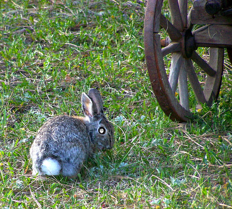 Mr Rabbit Photograph by Pamela Walrath