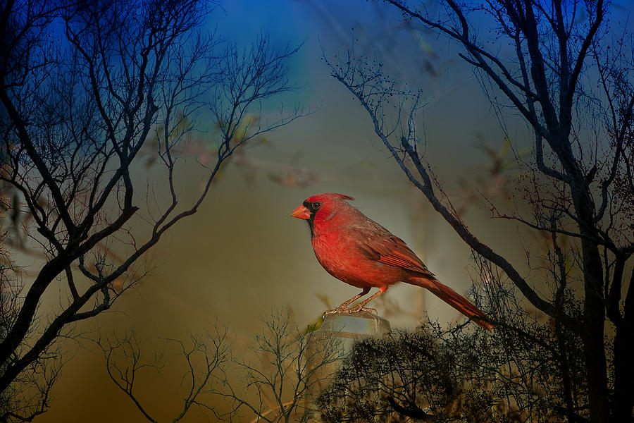 Mr. Redbird at Twilight Photograph by Bonnie Barry