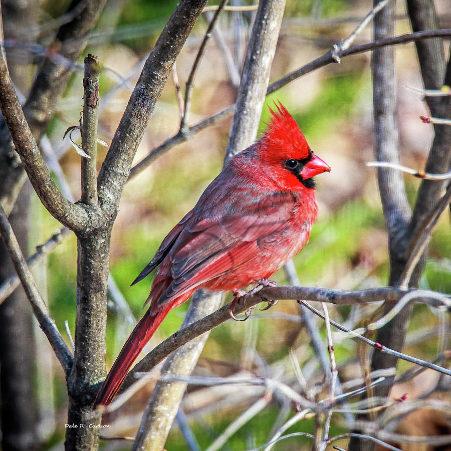 Mr Redbird Photograph by Dale R Carlson