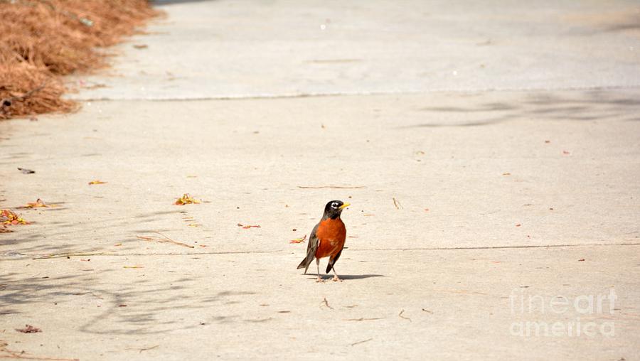 Mr Robin and I having a Stand Off - Georgia Photograph by Adrian De Leon Art and Photography