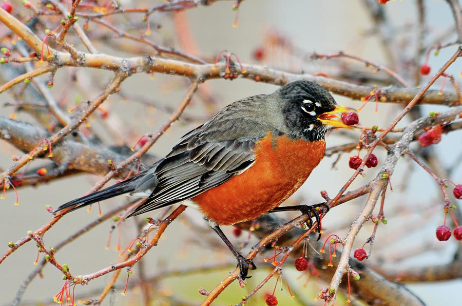 Robin Photograph - Mr. Robin Goes to Dinner by Betty LaRue