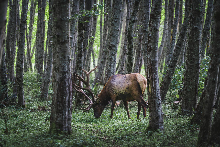 Deer Photograph - Mr Roosevelt by Alpha Wanderlust