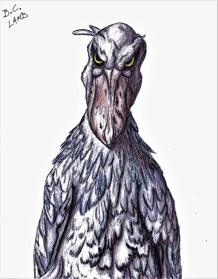 Mr. Shoebill Drawing by Bryant Lamb Fine Art America