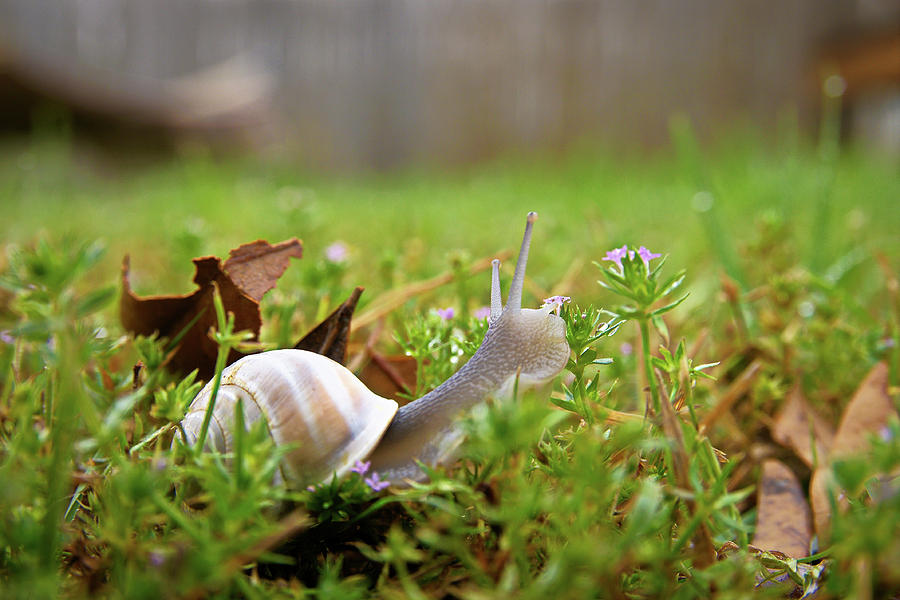Mr Snail Photograph By Sabrina Einsla