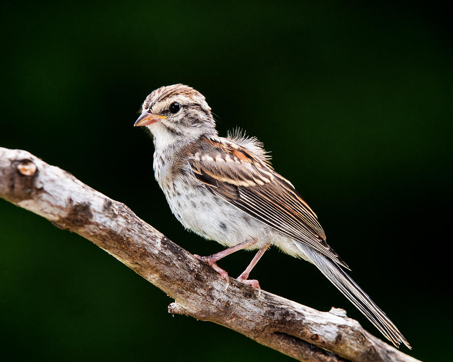 Mr. Sparrow Photograph